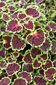 COLEUS BURGUNDY WEDDING TRAIN