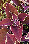 COLEUS DEFIANCE