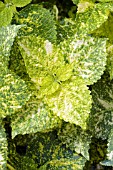 COLEUS EMERALD AND SNOW