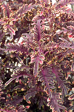 COLEUS_KIWI_FERN