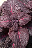 COLEUS MIDNIGHT TRAIN