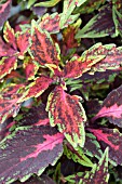 COLEUS OOMPAH