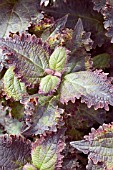 COLEUS PLUM FROST