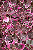 COLEUS TRAILING PLUM