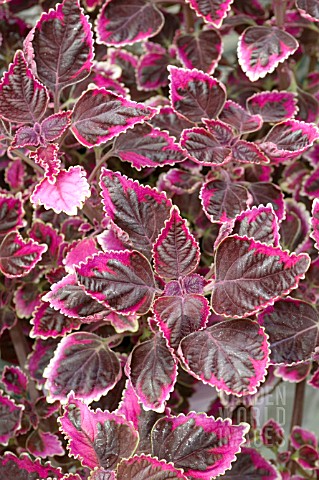 COLEUS_TRAILING_PLUM