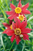 COREOPSIS LIMEROCK RUBY