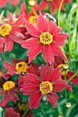 COREOPSIS LIMEROCK RUBY