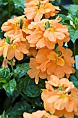 CROSSANDRA INFUNDIBULIFORMIS