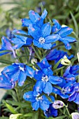 DELPHINIUM GRANDIFLORUM BLUE MIRROR