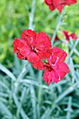 DIANTHUS FROSTY FIRE