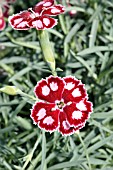 DIANTHUS SPANGLED STAR