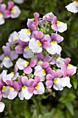 DIASCIA ANTIQUE ROSE SACHET