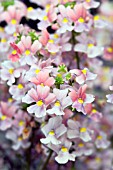 DIASCIA PEACH SACHET