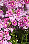 DIASCIA RASPBERRY SACHET