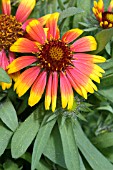 GAILLARDIA X,GRANDIFLORA BIJOU