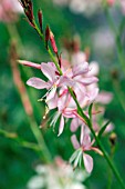 GAURA LINDHEIMERI PINK FOUNTAIN