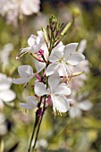 GAURA LINDHEIMERI WHITE FOUNTAIN