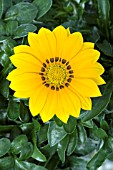 GAZANIA SPLENDENS FROSTY KISS GOLDEN YELLOW