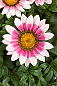 GAZANIA SPLENDENS FROSTY KISS ROSE