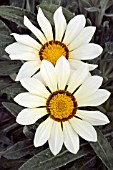 GAZANIA SPLENDENS FROSTY KISS WHITE