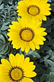 GAZANIA SPLENDENS FROSTY KISS YELLOW