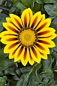 GAZANIA SPLENDENS FROSTY KISS YELLOW FLAME