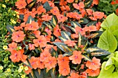 IMPATIENS NEW GUINEA PAINTED PARADISE ORANGE