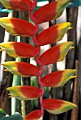 HELICONIA BIHAI WILD PLANTAIN