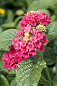 LANTANA BANDANA CHERRY