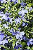 LOBELIA ERINUS TECHNO BLUE