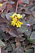 LYSIMACHIA CONGESTIFLORA PERSIAN CHOCOLATE