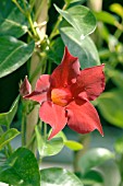 MANDEVILLA SUN PARASOL CRIMSON