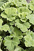 PELARGONIUM GREEN GENES SCENTED GERANIUM