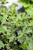 PELARGONIUM GREEN LIME SCENTED GERANIUM