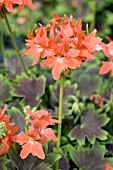 PELARGONIUM X HORTORUM HAPPY ORANGE