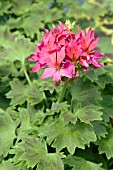 PELARGONIUM X HORTORUM HAPPY VIOLET