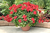 PELARGONIUM X HORTORUM IN CONTAINER