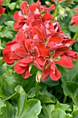 PELARGONIUM PELTATUM SHIVA