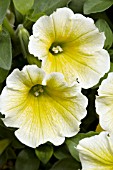 PETUNIA CASCADIAS LIME