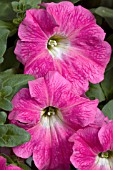 PETUNIA CASCADIAS PINK