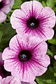 PETUNIA CASCADIAS PINK SPARK