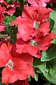 PETUNIA CASCADIAS VIVID RED