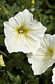 PETUNIA CASCADIAS YELLOW EYE