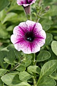 PETUNIA PETITUNIA HAPPY DREAM