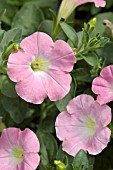 PETUNIA PETITUNIA PINK DREAM