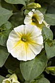 PETUNIA PETITUNIA YELLOW DREAM