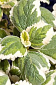 PLECTRANTHUS FORSTERI MULTI VERDE