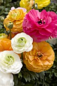 RANUNCULUS ASIATICUS MIX