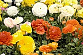 RANUNCULUS ASIATICUS MIX