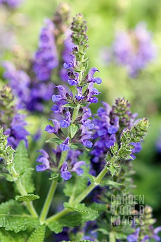 SALVIA_NEMEROSA_MARCUS